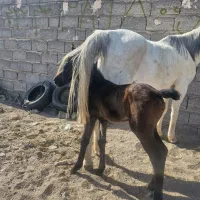 مادیان کره معاوضه با موتور