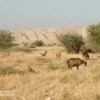 بز داشتی|حیوانات مزرعه|شیراز, فخرآباد (دروازه کازرون)|دیوار