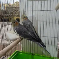 دو عدد عروس هلندی خاکستری