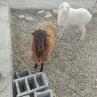 دو عدد بره ماده فروشی