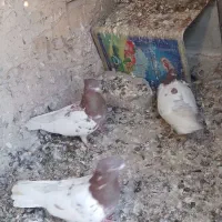 کفتر بوم درحد رایگان