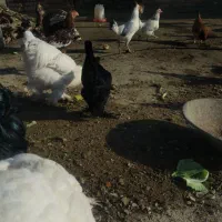 فروش مرغ خروس محلی تخم گزار|حیوانات مزرعه|مریوان, |دیوار