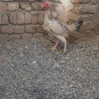 مرغ|حیوانات مزرعه|زاهدان, |دیوار