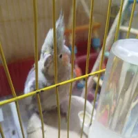 عروس هلندی ماده