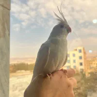 فروش ۲جوجه عروس هلندی نازوبازیگوش|پرنده|کرج, حصارک بالا|دیوار