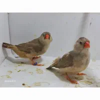 فنچ فول اورنج خالص ماده