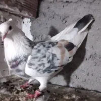 سرور شازده مایا