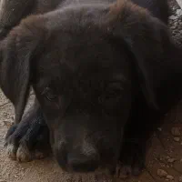 توله سرابی|سگ|یزد, |دیوار