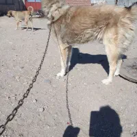 واگزاری سگ سرابی