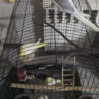 عروس هلندی مولد