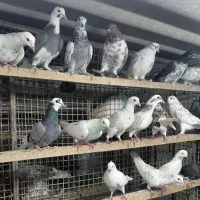 کبوتر  گرفتنی