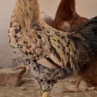 خروس|حیوانات مزرعه|هشتگرد, خور|دیوار