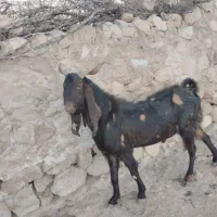 نربزیادبر. بز|حیوانات مزرعه|جهرم, |دیوار
