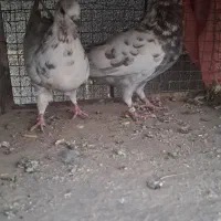 کبوتر نر و ماده|پرنده|سمنان, |دیوار