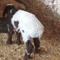 میش زاییده بره نر و ماده وبز بزغاله نر جوان