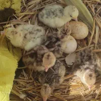 جوجه بوقلمون