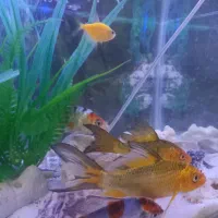 ماهی کوی|ماهی|مشهد, زمرد|دیوار