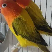 پرنده طوطی