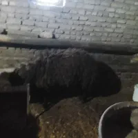 دوتا بره افشاری