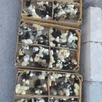جوجه 3 روزه سلطان