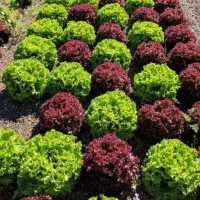 کاهو فرانسه