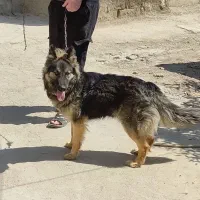 سگ ژرمن شولاین بلک ماده جوان