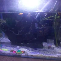 اکواریم|ماهی|بندرعباس, |دیوار