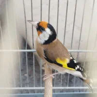 سهره نر بخون