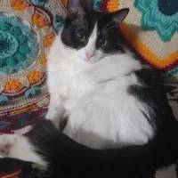 گربهDsh|گربه|تهران, امامت|دیوار