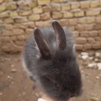 بچه خرگوش