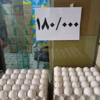 فروش تخم مرغ به قیمت عمده شانه ای وکارتونی