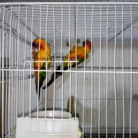 سان کانور خورشیدی|پرنده|مشهد, امام رضا (ع)|دیوار