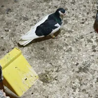 کبوتر|پرنده|سرخنکلاته, |دیوار