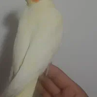 عروس هلندی اهلی
