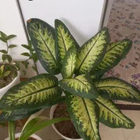 کفش  نیه گل|کیف، کفش، کمربند|سنندج, |دیوار