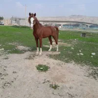 اسب