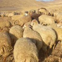 فروش دام (  گوسفند  ) جوان|حیوانات مزرعه|هریس, |دیوار