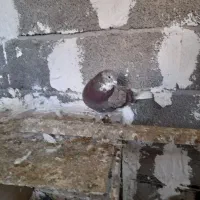 کبوترصیده شده