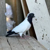 کبوتر راهب المانی