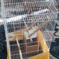 قفس پرنده|لوازم جانبی حیوانات|منجیل, |دیوار