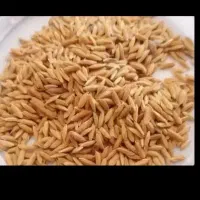چلتوک لنجان