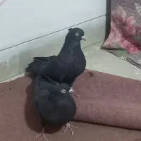 باسلام یه جفت نروماده زاغ آبادانی به فروش میرسد|پرنده|خمینیشهر, |دیوار