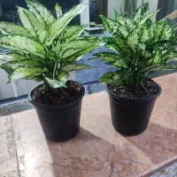 گلهای زیبا  و شاداب|گل و گیاه طبیعی|مشهد, اروند|دیوار