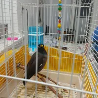 مینا|پرنده|قم, نوبهار|دیوار