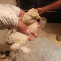 جوجه|حیوانات مزرعه|قم, قلعه کامکار|دیوار
