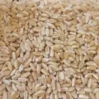 گندم خوراکی کشاورزی