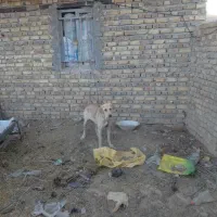 سگ سرابی اصیل|سگ|قیدار, |دیوار