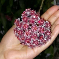 گل هویا|گل و گیاه طبیعی|رشت, دیلمان|دیوار