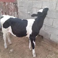 گوساله سه ماهه ماده