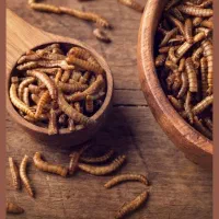 مولد سوسک میلورم